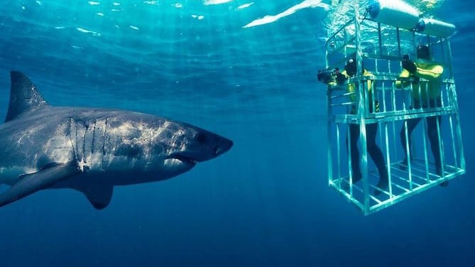 Cage Diving in Cape Town