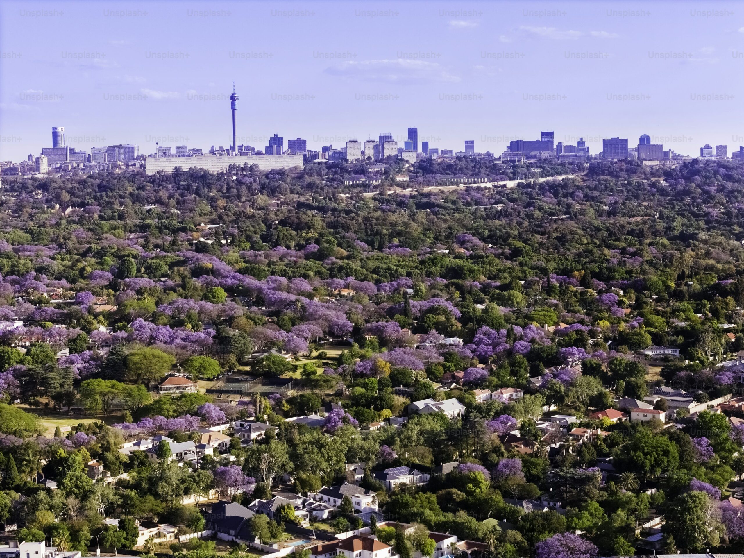 Jacaranda trees in Johannesburg
